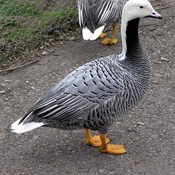 Emperor Goose